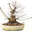 Acer palmatum, 16,5 cm, ± 25 ans