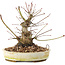 Acer palmatum, 16,5 cm, ± 25 jaar oud