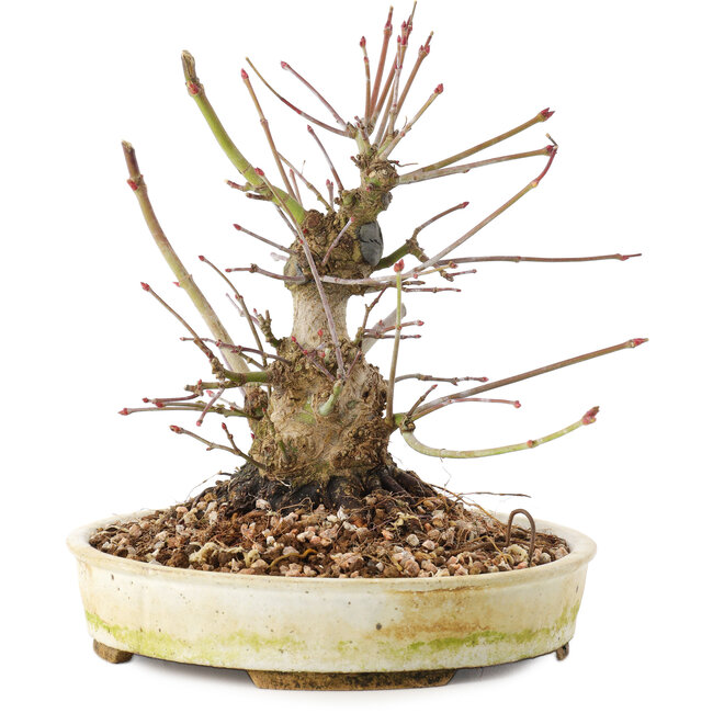 Acer palmatum, 16,5 cm, ± 25 Jahre alt