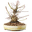 Acer palmatum, 16,5 cm, ± 25 jaar oud