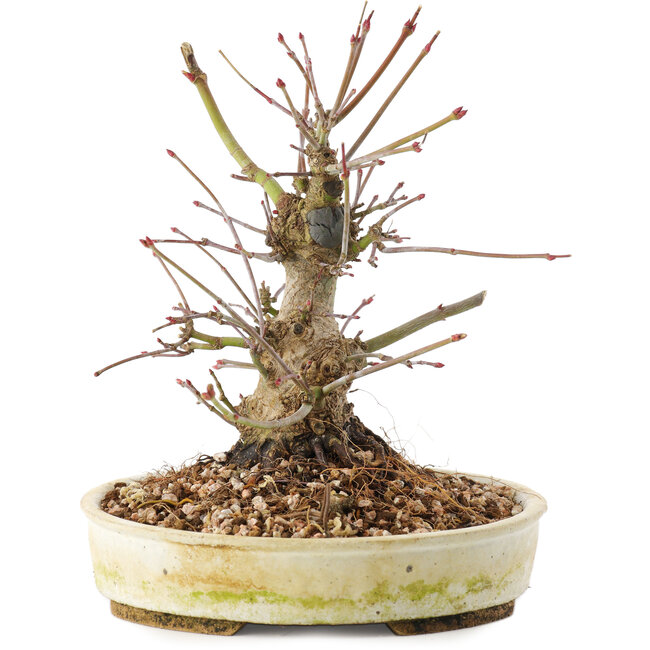 Acer palmatum, 16,5 cm, ± 25 ans