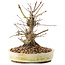 Acer palmatum, 16,5 cm, ± 25 jaar oud