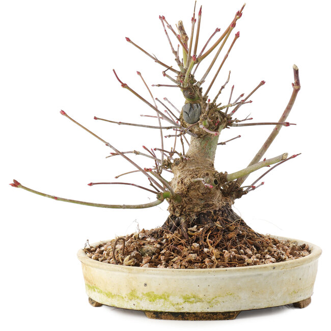 Acer palmatum, 16,5 cm, ± 25 anni