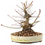 Acer palmatum, 16,5 cm, ± 25 ans