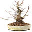 Acer palmatum, 16,5 cm, ± 25 Jahre alt