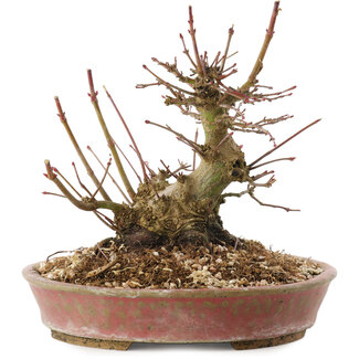 Acer palmatum, 14,5 cm, ± 25 anni