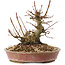 Acer palmatum, 14,5 cm, ± 25 ans