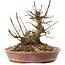 Acer palmatum, 14,5 cm, ± 25 Jahre alt