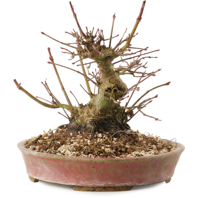 Acer palmatum, 14,5 cm, ± 25 ans