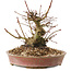 Acer palmatum, 14,5 cm, ± 25 ans