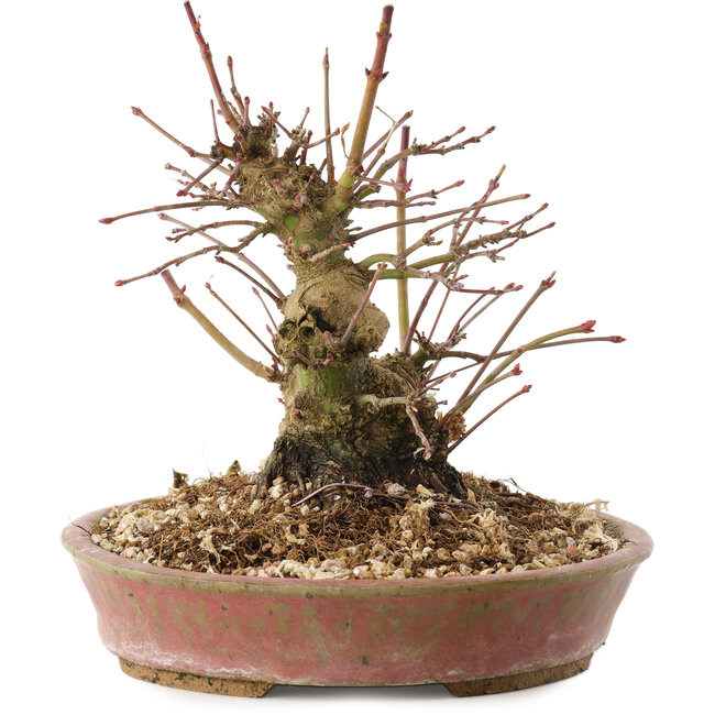 Acer palmatum, 14,5 cm, ± 25 ans