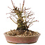 Acer palmatum, 14,5 cm, ± 25 ans