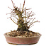 Acer palmatum, 14,5 cm, ± 25 years old