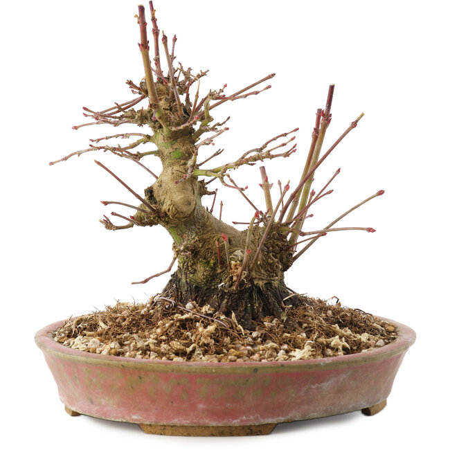 Acer palmatum, 14,5 cm, ± 25 ans
