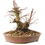 Acer palmatum, 14,5 cm, ± 25 ans