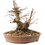 Acer palmatum, 14,5 cm, ± 25 Jahre alt