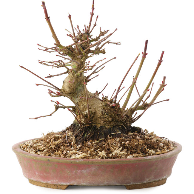 Acer palmatum, 14,5 cm, ± 25 años