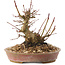 Acer palmatum, 14,5 cm, ± 25 jaar oud
