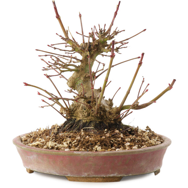 Acer palmatum, 14,5 cm, ± 25 anni