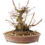 Acer palmatum, 14,5 cm, ± 25 ans