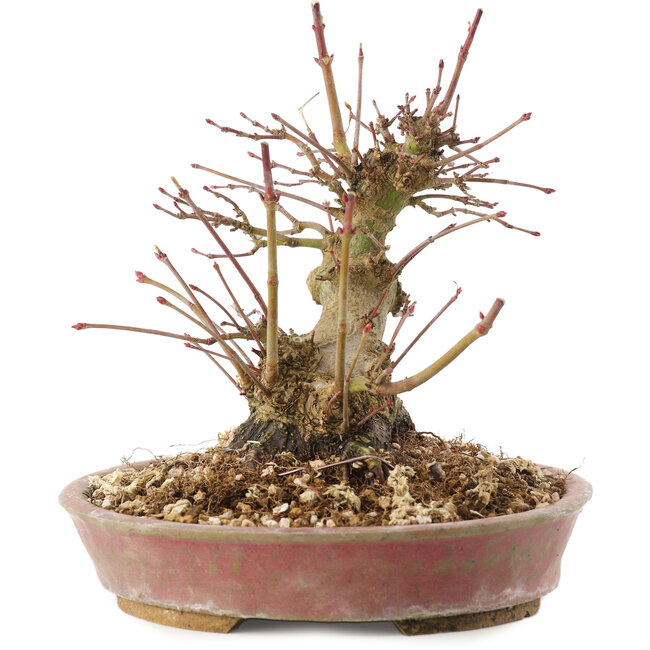 Acer palmatum, 14,5 cm, ± 25 años