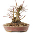 Acer palmatum, 14,5 cm, ± 25 anni