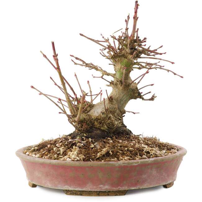 Acer palmatum, 14,5 cm, ± 25 ans