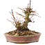 Acer palmatum, 14,5 cm, ± 25 anni