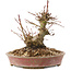 Acer palmatum, 14,5 cm, ± 25 años