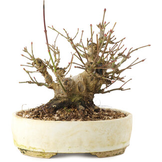 Acer palmatum, 12 cm, ± 25 Jahre alt