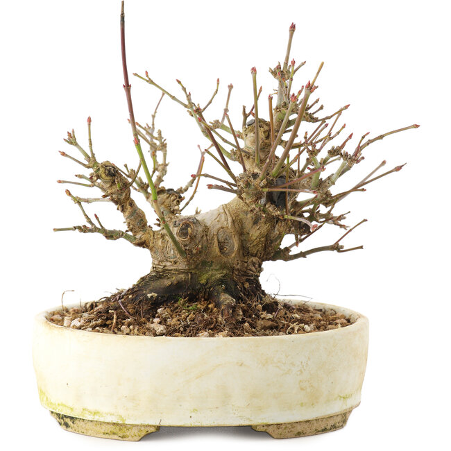 Acer palmatum, 12 cm, ± 25 jaar oud