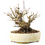 Acer palmatum, 12 cm, ± 25 Jahre alt