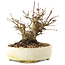 Acer palmatum, 12 cm, ± 25 ans