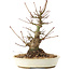 Acer palmatum, 21 cm, ± 25 ans