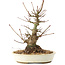 Acer palmatum, 21 cm, ± 25 Jahre alt