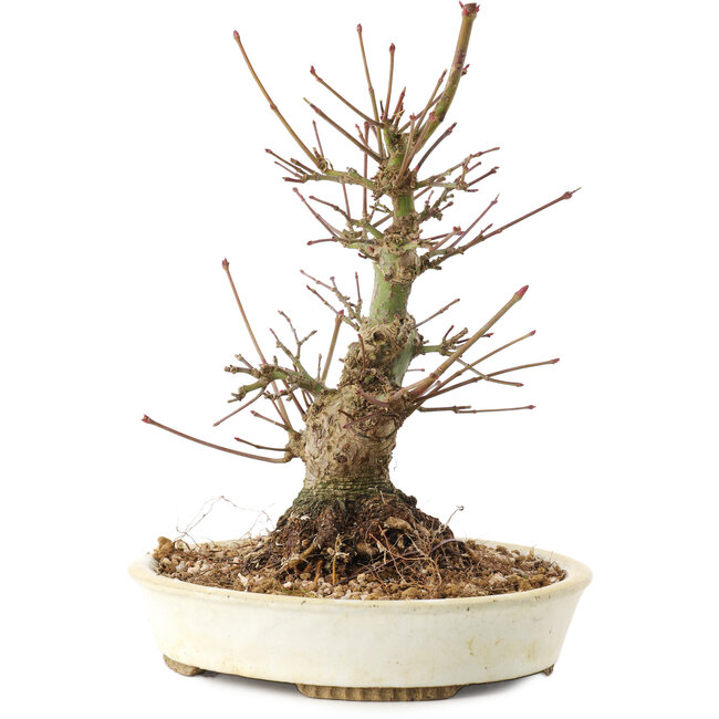 Acer palmatum, 21 cm, ± 25 anni