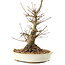 Acer palmatum, 21 cm, ± 25 años