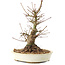 Acer palmatum, 21 cm, ± 25 ans