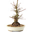 Acer palmatum, 21 cm, ± 25 ans