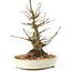 Acer palmatum, 21 cm, ± 25 Jahre alt