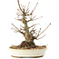 Acer palmatum, 21 cm, ± 25 Jahre alt