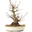 Acer palmatum, 21 cm, ± 25 years old