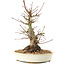 Acer palmatum, 21 cm, ± 25 años