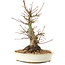 Acer palmatum, 21 cm, ± 25 ans