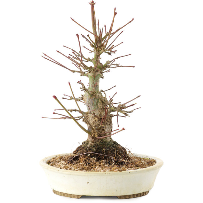 Acer palmatum, 21 cm, ± 25 jaar oud