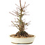 Acer palmatum, 21 cm, ± 25 anni