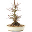 Acer palmatum, 21 cm, ± 25 jaar oud