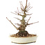 Acer palmatum, 21 cm, ± 25 Jahre alt