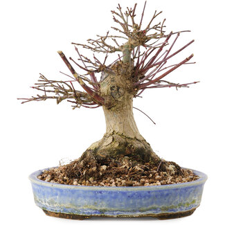 Acer palmatum, 17 cm, ± 25 jaar oud