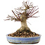 Acer palmatum, 17 cm, ± 25 years old